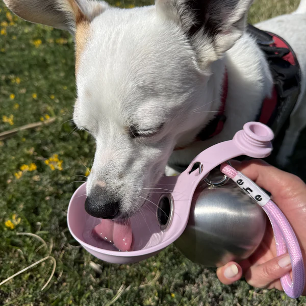 PawCentral™ Dog Water Bottle with Bowl